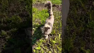Чудесное лето🥰 #music #cat #funny #nature #happy #animals #summer #love #лето #деревня