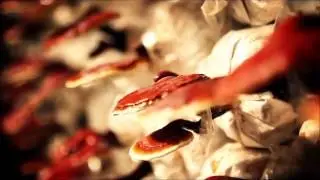 Ganoderma Coffee Health Benefits