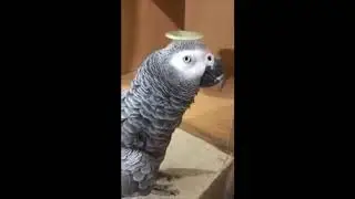 Grey Parrot Speaking Urdu & Reciting Qura'an
