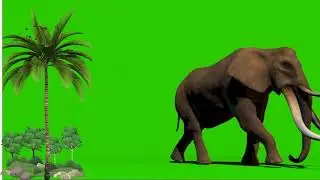 green screen videos | elephant green screen | elephant effects | chromakey