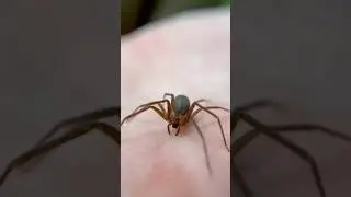 How DEADLY Is The BROWN RECLUSE REALLY? #spider #spiders #arachnids