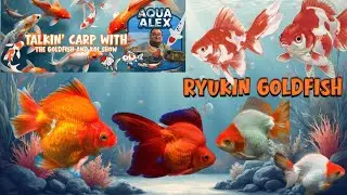 Talkin' Carp w/ Aqua Alex: Ryukin Goldfish