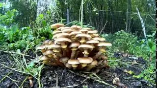 Armillaria mellea