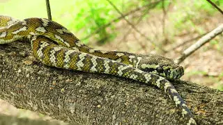 Darwin Carpet Python (Morelia spilota variegata)