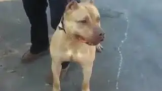 Aggressive pitbull
