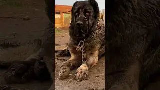 Kangal sheepherd Dog #KangalShepherdDog #GuardianOfTheFlock #TurkishTreasure #CanineCompanion 🏔️🐑