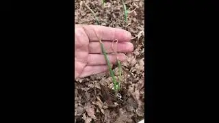 Onions got bit by the hard freeze.  Spring gardening.