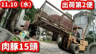 #564 この日2回目の出荷積み込み🚚🐽
