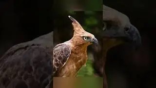 Javan Hawk-Eagle /Nisaetus bartelsi / volcano of beauty