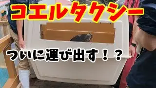 コエルついに運ばれていく【カリフォルニアアシカ】