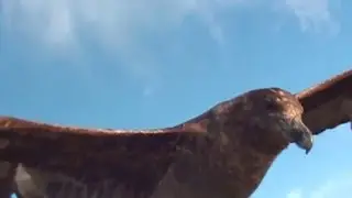 Artic Skua