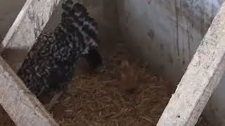TAVUKLAR VE CİVCİVLER