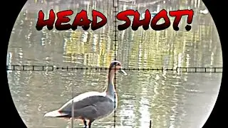 1 SHOT! 1 KILL! RESBAK SA PUGAD NG MGA WILD DUCKS! | X4 RAF HUNTER EP53 | #hunting #hunter #fyp