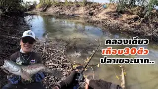 คลองเดียวเกือบ30ตัว เดือดจริงๆ ปลาเยอะมาก.. Ep2 เหยื่อกบยางแร๊พเตอร์