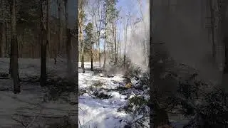 Cold, sunny winter day cutting Hemlock trees 'What About Now'' #chainsaw #logging #shorts #tree