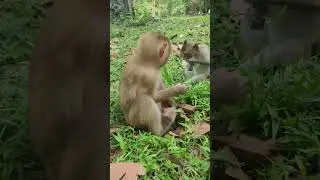 Monkey  find foods