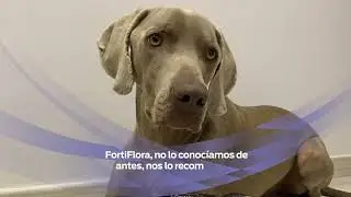 Si tu perro ocasionalmente come cosas que no deber&iacute;a, el probi&oacute;tico FortiFlora&reg; puede ser tu aliado