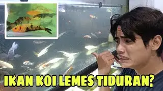 OBATNYA ADA DI INDOMARET!! Cara atasi koi sleep disease virus lemes, CEVD PALING AMPUH!?