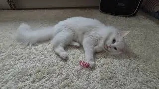 Sprint with Bingsoo | Our Hairytale