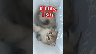 Cat Sleeps In Paper Bag Instead Of Bed? #cat #catlover #catvideos #kitten #pet #mango #anime #funny