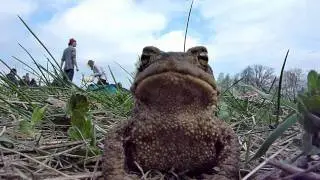European toad
