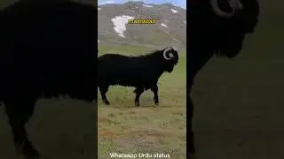 beautiful baqira | qurbani vlog | Eid UL udha #eid #pakistan #status best status ever