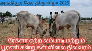 💥அந்தியூர் தேர் திருவிழாவில் ❤️👌பூரணி மற்றும் ரேக்ளாஏற்ற காளை கன்றுகள் விலை நிலவரம் #cow #anthiyur 
