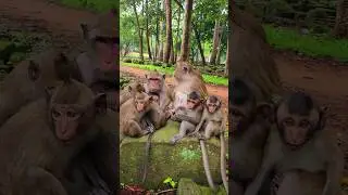 Adorable Big Family Amber Group