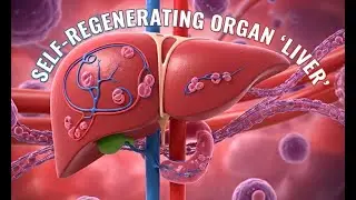 The Liver: The Only Organ That Can Regenerate &ndash; Why Can&rsquo;t the Others?