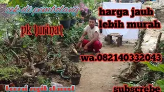 langsung dari tangan pembolang harga jauh lebih murah di pk turinat wa.082140332043