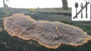 Żylak promienisty&nbsp;(Phlebia radiata) Jaworzno