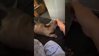 Otter Fuku's nap time 😍🦦|Cute Otter #ytshorts #cuteanimal #ytviral #funnyotter