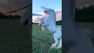 O cavalo Branco ! Elegante e poderoso. #cavalos #cavalo branco #animais