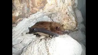 January chapter meeting: Virginia bats