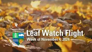 Leaf Watch Flight | Week of November 4, 2024