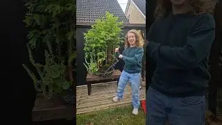 Обновление &laquo;Наклонный лес бонсай&raquo;! 🪴