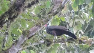 wattled guan Aburria aburri