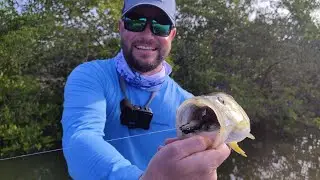 Mangrove fishing Curaçao | Snook | Jack's | Lady Fish..........no Tarpon again! HD
