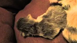 RagaMuffin Kittens 26FEB2015