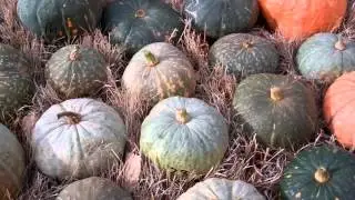 Selecting Open Pollinated Squash and Saving Seeds