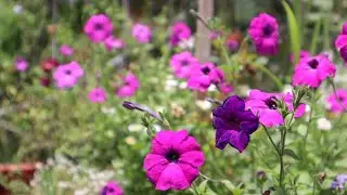 Petunia pendula - Petunia Balconera - Petunia Balc&oacute;n - Petunia de Balc&oacute;n