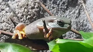 Litoria splendida beautiful frog😍🐸