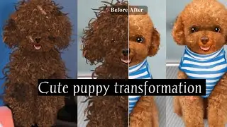 🐶 Extreme Puppy Makeover Satisfying Asmr  |Cute Dog Transformation UK Cute Puppy Transformation