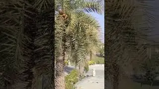 #viralshort //