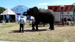 Nosey/Tiny  the elephant being humiliated