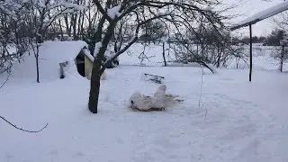 Зима настоящая, морозная. Жизнь простая, пенсионерская. 