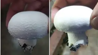 مرحلة الإنتاج وجمع الفلاش الأول من مشروم الاجاركس