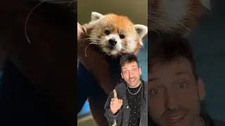 Познакомьтесь с красной пандой 👀