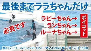 最後までララちゃんだけ！残り３頭はボイコット！【2020年7月17日15:00　鴨川シーワールド　シャチパフォーマンス】Killer whale performance, Kamogawa
