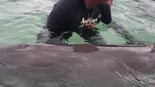 Spending the day in Roatan Honduras and swimming with dolphins(9)